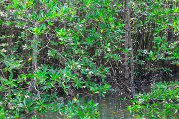 The brake of mangrove for nursery of tiny fish