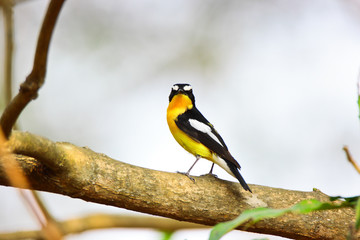 Yellow-rumped Flycatcher