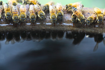 Thirsty,Swarm of bee is drinking water from tub on sunny day