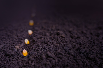 indian farmer sowing corn seeds