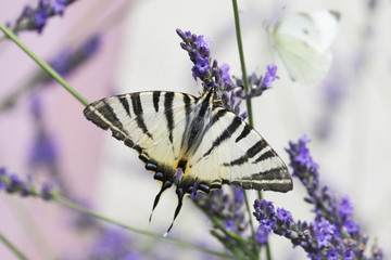Beautiful Swallowtail butterfly sitting on a lavender flower