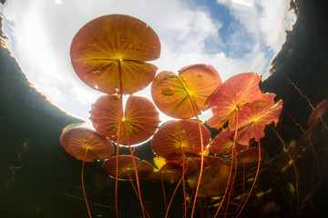 Colorful Lily Pads in Freshwater Lake