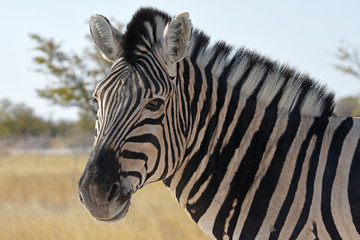 Fototapeta na wymiar Steppenzebra (Equus quagga) im Etosha Nationalpark (Namibia)
