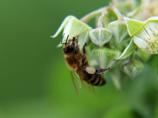A beautiful western honey bee, apis mellifera, pollinating bloom of raspberry in our garden. Also has pollen on feets.