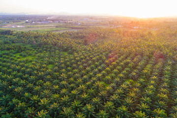 Fototapeta na wymiar Oil palm plantation green field background agricultural industry