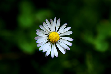 Fototapeta premium A beautiful detail on bellis perennis in the middle of meadow. White petals with yellow center