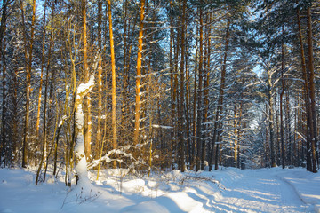Road in the snow-covered winter forest
