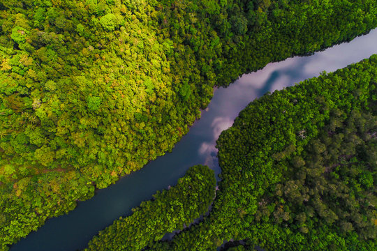 River in tropical mangrove green tree forest