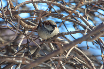 A sparrow on a bare branch of a tree