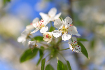 Flowers on the branches of a tree in the nature