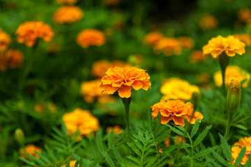 Tagetes