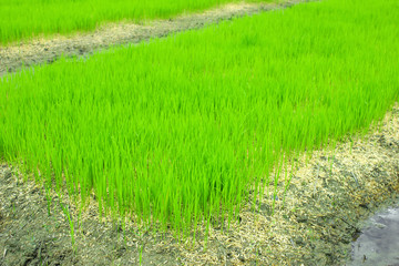 Fototapeta premium rice field in north Thailand, nature food landscape background.