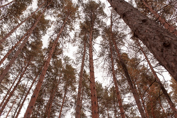 Fototapeta premium Coniferous trees in the autumn forest as a background