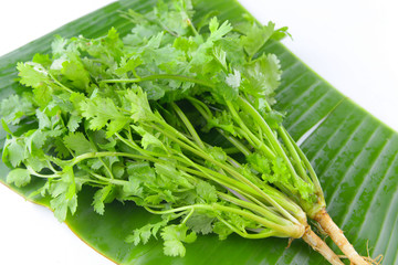 Fresh coriander leaves on white background
