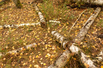 Obraz premium Trees in the forest in autumn as a background