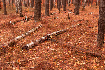 Obraz premium Trees in the forest in autumn as a background