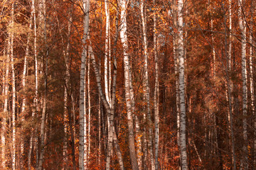 Obraz premium Red leaves on birch trees in autumn