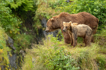 Fototapeta premium Kodiak Pair