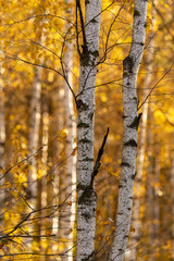 Birches in the forest in autumn as a background