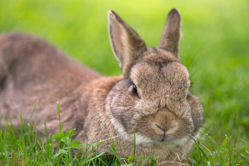 Brown bunny eating grass in the middle of meadow in the countryside on sunny spring day on a light background. Easter is coming, cute rabbit. long ears. Looking for Easter eggs
