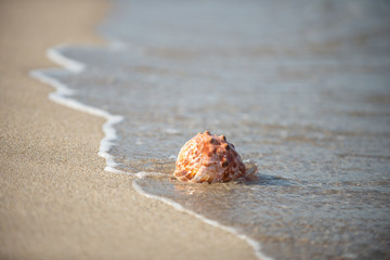 砂浜と貝殻
