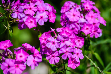 Flowers Phlox in the garden closeup