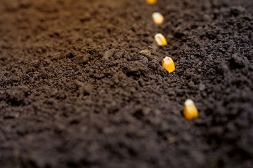 indian farmer sowing corn seeds
