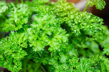 Green Parsley leaf background.