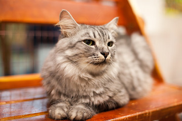 beautiful cat on a wooden bench