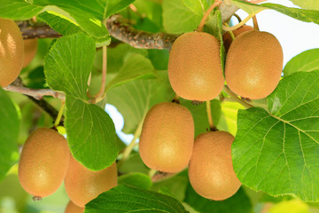Ripe kiwi fruit on a branch on a plantation.