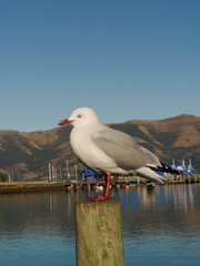 White dove on the log wood