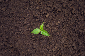 growing plant on earth