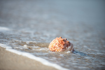 砂浜と貝殻
