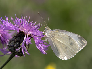 motyl © Henryk Olszewski