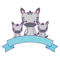 decorative ribbon and cute zebras over white background, vector illustration
