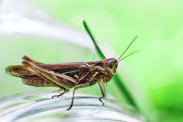 a grasshopper on a green grass background close. a grasshopper sits on a glass jar .