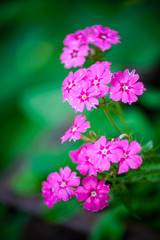 Pink flowers of phlox on green background
