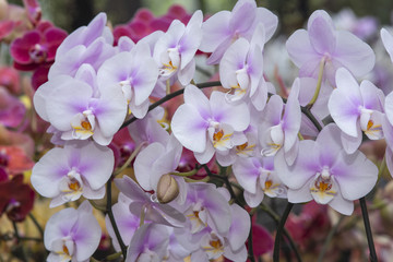 Bright orchid for background