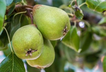 Fruta, Pera, Poire
