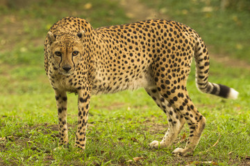 cheetah front view full body