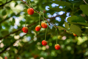 Obraz premium Red cherries on a branch, cherry tree