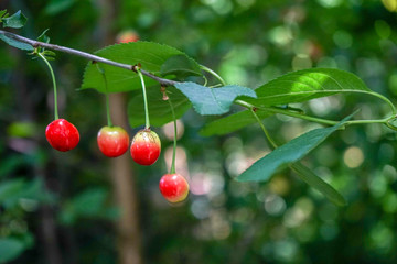 Red cherries on a branch, cherry tree