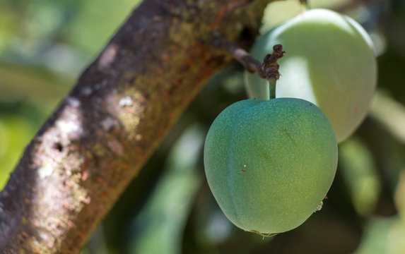 Fruits, Frutas, Nespera, 