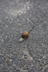 Snail crawling on the asphalt road. Burgundy snail, Helix, Roman snail, edible snail or escargot crawling close-up shot