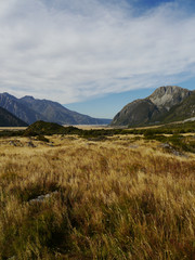 Yellow field in New Zealand