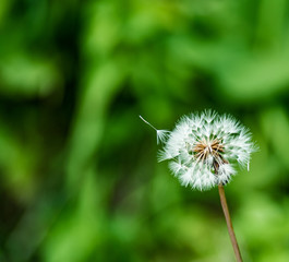 雑草・風を待つ
