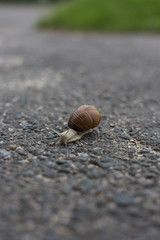 Snail crawling on the asphalt road. Burgundy snail, Helix, Roman snail, edible snail or escargot crawling close-up shot