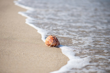 砂浜と貝殻
