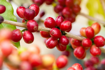 Coffee beans ripening on tree in North of thailand