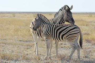 Obraz na płótnie Canvas Steppenzebra (Equus quagga) im Etosha Nationalpark (Namibia)